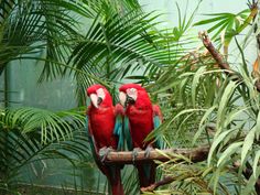 two red parrots are sitting on a branch