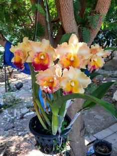 flowers in a pot hanging from a tree