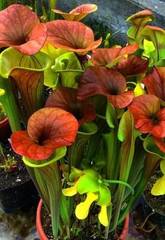 some red and yellow flowers are in a pot on the ground next to other plants