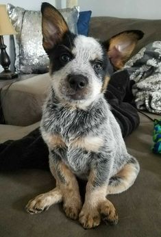 a small dog sitting on top of a couch