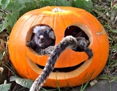 a cat is sitting in a pumpkin with its paws sticking out