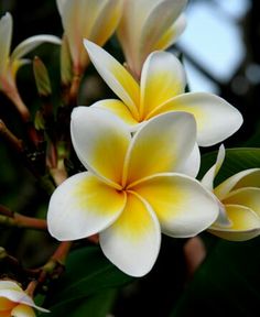 two white and yellow flowers with green leaves