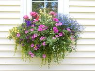 a window box filled with lots of colorful flowers