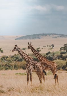 two giraffes are standing in the tall grass