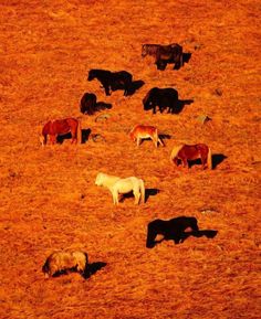 a herd of cattle grazing on top of a dry grass covered field in the sun