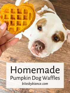 a person holding a heart shaped waffle in front of a dog's face with the words homemade pumpkin dog waffles