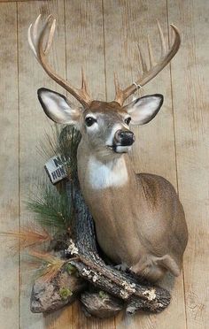 a deer head mounted on the side of a wooden wall next to a pine tree