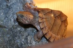 a close up of a turtle on a rock