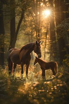 a mother horse and her foal stand in the woods at sunset with sunlight streaming through the trees