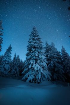 snow covered pine trees under the night sky