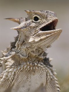 a close up of a lizard with its mouth open