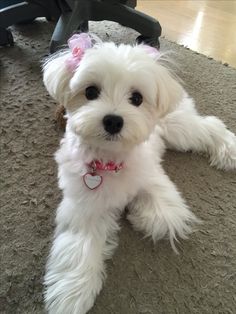 a small white dog laying on the floor