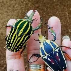 three different colored bugs sitting on the palm of someone's hand with their fingers