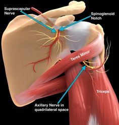 Trapped Nerve, Axillary Nerve, Nerve Anatomy, Bolesti Chrbta, Human Anatomy And Physiology, Medical Anatomy