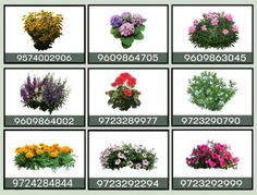 many different types of flowers are shown in this image, and the numbers are displayed below