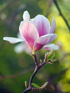 a pink and white flower on a tree branch