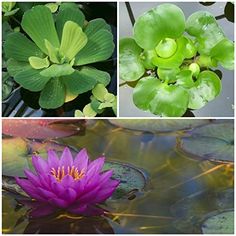 four different types of water lilies and lily pads