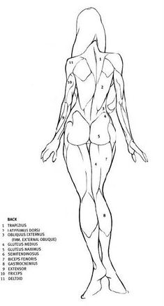 a drawing of a female body with the muscles highlighted and labeled in black ink on a white background