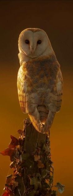 an owl sitting on top of a tree stump