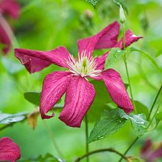 red flowers with green leaves in the background