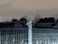 an owl is perched on top of a fence post at night with the city lights in the background