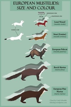 an illustrated poster showing different types of weasels in the world, with their names and description