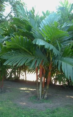 there is a large palm tree in the middle of some grass and trees behind it