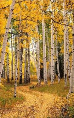 a path in the woods surrounded by trees with yellow leaves