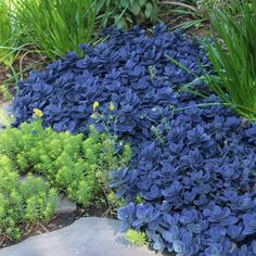 blue flowers and green plants in a garden