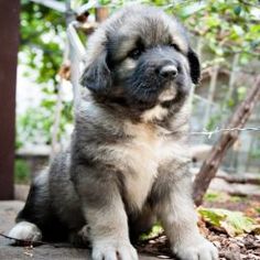 a puppy sitting on the ground next to a chain link fence with trees in the background