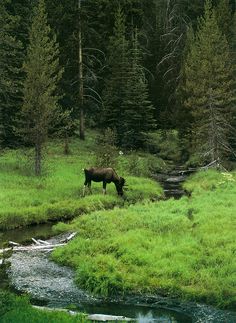 a moose is standing in the grass near a stream and some trees with water running through it