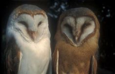 two owls are standing next to each other