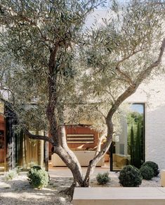 an olive tree in front of a house with large glass doors and wooden steps leading to the patio