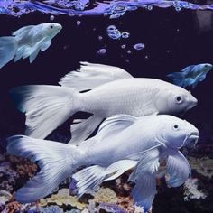 two white fish swimming next to each other on a blue sea bottom with bubbles in the water