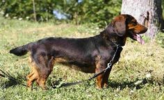 a brown and black dog standing on top of a grass covered field next to a tree