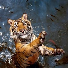 a tiger standing in the water with its paws up