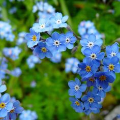 small blue flowers are growing in the grass