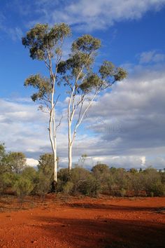 two tall trees stand in the middle of an arid area with blue skies and clouds