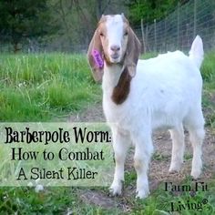 a goat standing on top of a lush green field next to a wire fence with the words, barbarpole worm how to combat a silent killer