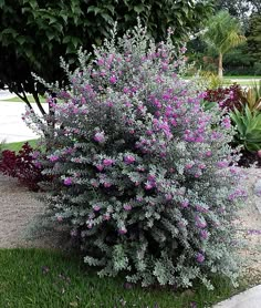 purple flowers are blooming in the garden