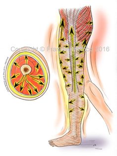 an image of a diagram of the legs and foot with arrows pointing in different directions