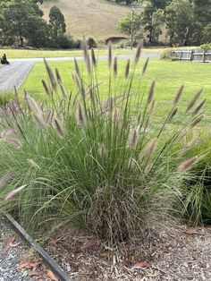 some very pretty plants by the side of the road in front of a grassy field