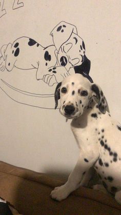 a dalmatian dog sitting on top of a wooden table next to a white wall