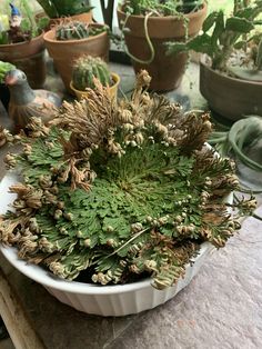 a white bowl filled with lots of green plants