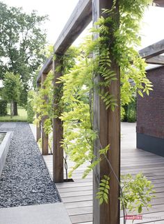 a wooden pergoline with green plants growing on it