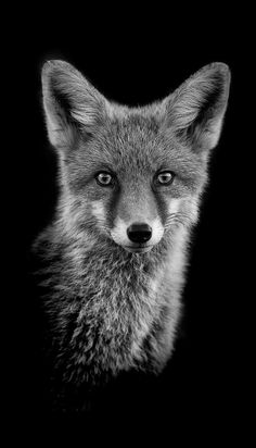 a black and white photo of a fox's face in the dark, looking straight ahead