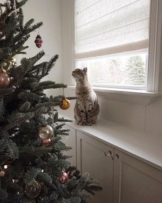 a cat sitting on top of a window sill next to a christmas tree