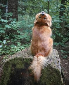 a dog sitting on top of a rock in the woods