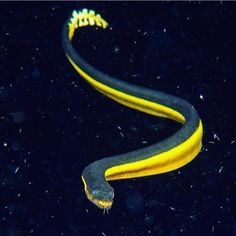 a black and yellow snake is in the dark with its tail curled up to it's head