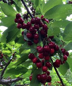 the berries are still on the tree and ready to be picked